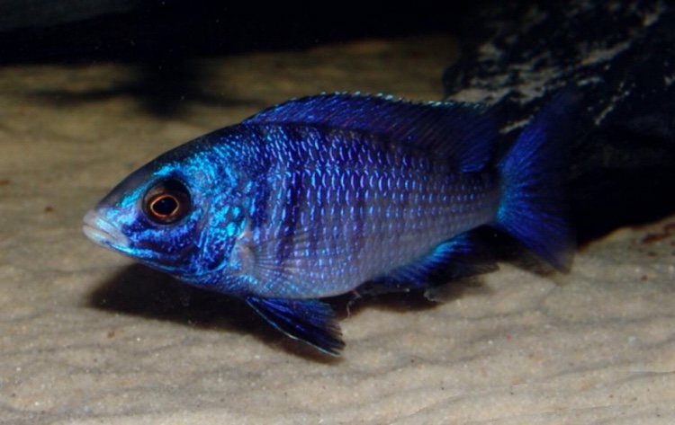 Placidochromis phenochilus 'Mdoka Reef'